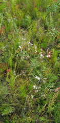 Gypsophila paniculata