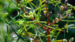 Grevillea biternata