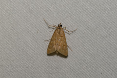 Pyraustinae