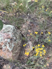 Muhlenbergia montana