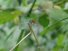 Sympetrum ambiguum