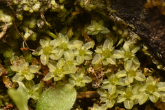 Mniaceae