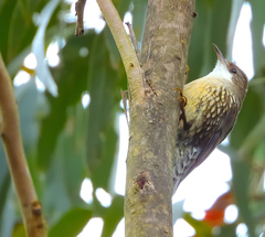 Cormobates leucophaea