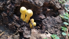 Leucocoprinus birnbaumii