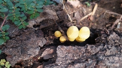 Leucocoprinus birnbaumii