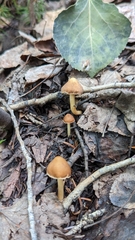 Inocybe