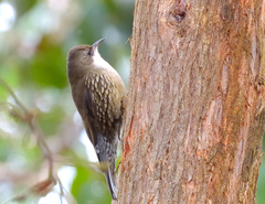 Cormobates leucophaea