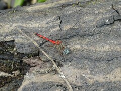 Sympetrum ambiguum