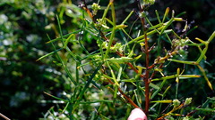 Grevillea biternata