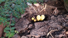 Leucocoprinus birnbaumii
