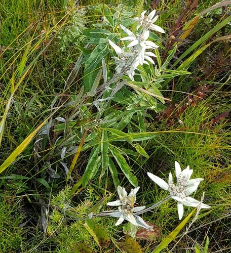 Leontopodium palibinianum, photograph 3
