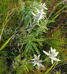 Leontopodium palibinianum