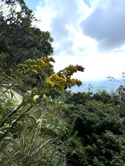 Solidago simulans