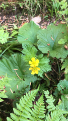 Geum macrophyllum