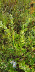 Salix cinerea