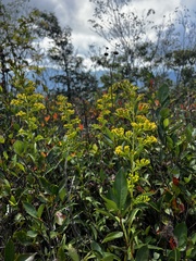 Solidago simulans
