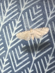 Eupithecia absinthiata