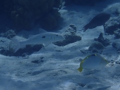 Halichoeres hortulanus