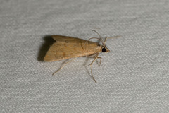 Pyraustinae