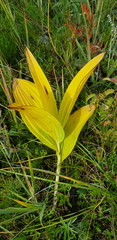 Veratrum nigrum