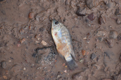 Oreochromis