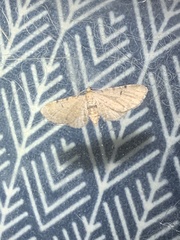 Eupithecia absinthiata