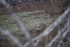Hydrocotyle ranunculoides