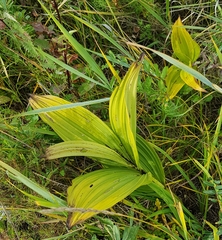 Veratrum lobelianum