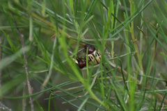 Leptinotarsa lineolata