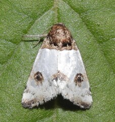 Schinia oculata