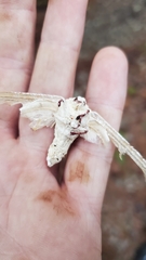 Akanthomyces