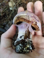 Cortinarius traganus
