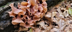 Phaeotremella frondosa