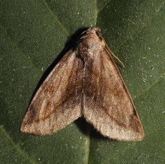 Plagiomimicus ochoa
