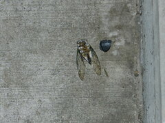 Neotibicen pruinosus