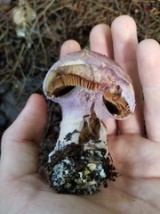 Cortinarius traganus