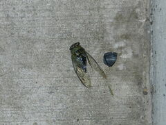 Neotibicen pruinosus