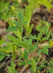 Bidens frondosa