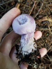 Cortinarius traganus