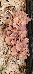 Phaeotremella frondosa