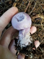 Cortinarius traganus