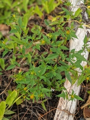 Bidens frondosa