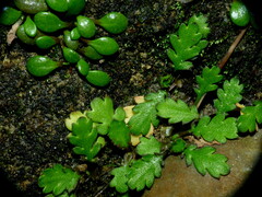 Leptinella squalida squalida