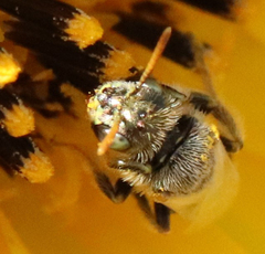 Cockerellia