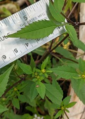 Bidens frondosa