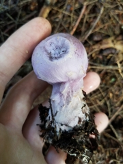 Cortinarius traganus