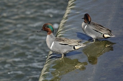 Anas crecca carolinensis