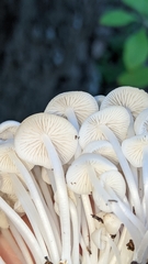 Lactocollybia