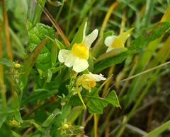 Linaria buriatica