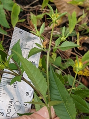Bidens frondosa